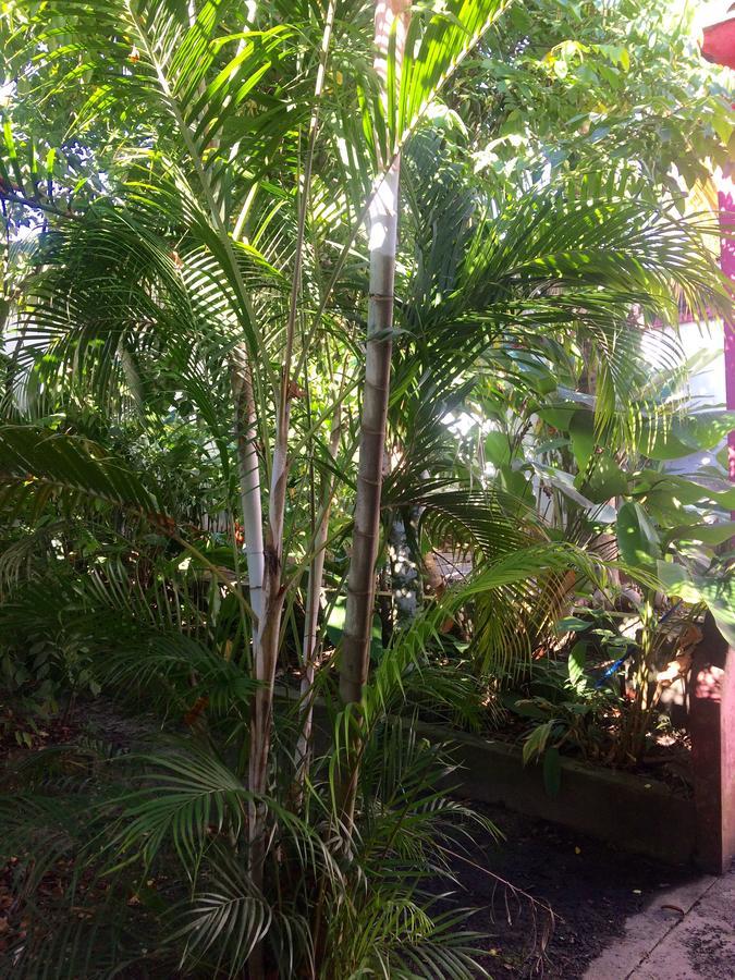 The Amazon Within Hostel Iquitos Exterior photo